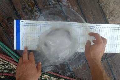Опасные медузы корнероты заполонили Таганрогский залив пресс-служба Азово-Черноморского филиала ГНЦ РФ ФГБНУ &quotВНИРО&quot (&quotАЗНИИРХ&quot)