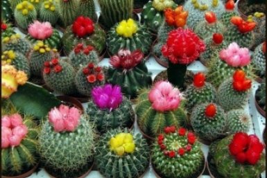 Кактусы Соцсети АЧ МУ Россельхознадзора