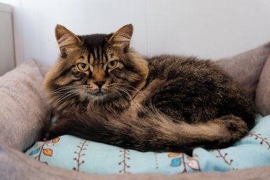 За жестокость к питомцам предложили наказывать изъятием животного Евгений Кулешов, ИА PrimaMedia.ru