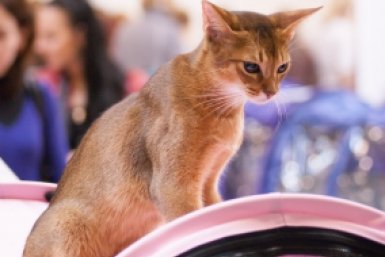 Абиссинский кот pxhere.com