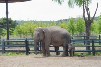 Слон Александра Ляшенко, РИА PrimaMedia