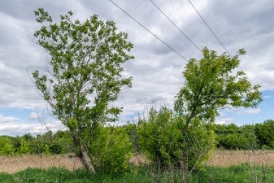 Клен ясенелистный Nikride, wikipedia.org