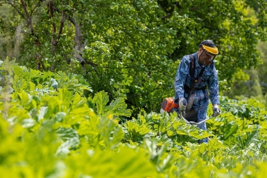 За борщевик Сосновского и другие инвазивные растения дачников накажут крупными штрафами пресс-служба администрации Южно-Сахалинска