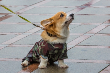 Весна Мария Смитюк, ИА PrimaMedia