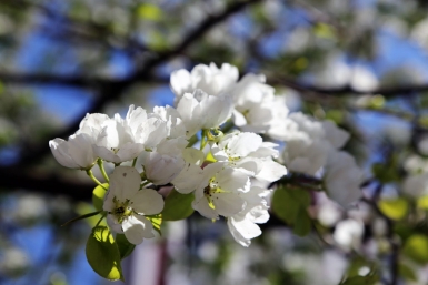 Весна вступает в свои права Оленникова Мария, IrkutskMedia
