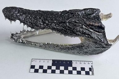 Крокодильи головы, скорее всего, отправятся на экспертизу уже в качестве вещдоков Сибирское таможенное управление