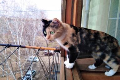 Эксперт рассказал, что нельзя хранить на балконе ИА EAOMedia