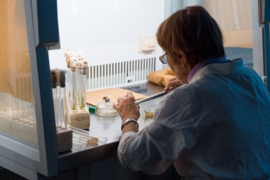 пробирка, пробирки, колба, анализ, анализы, лаборатория, исследование Илья Аверьянов, ИА PrimaMedia