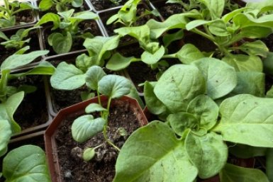 Штрафы за шалфей на даче: что на самом деле грозит садоводам Марина Кудрявцева, ИА UssurMedia