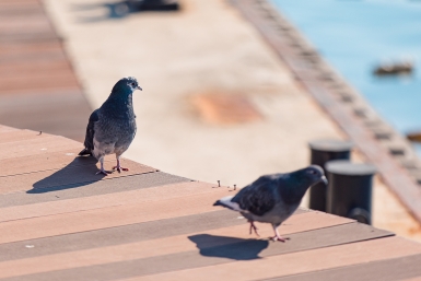 Россияне могут получить штраф за кормление голубей Илья Аверьянов, ИА PrimaMedia