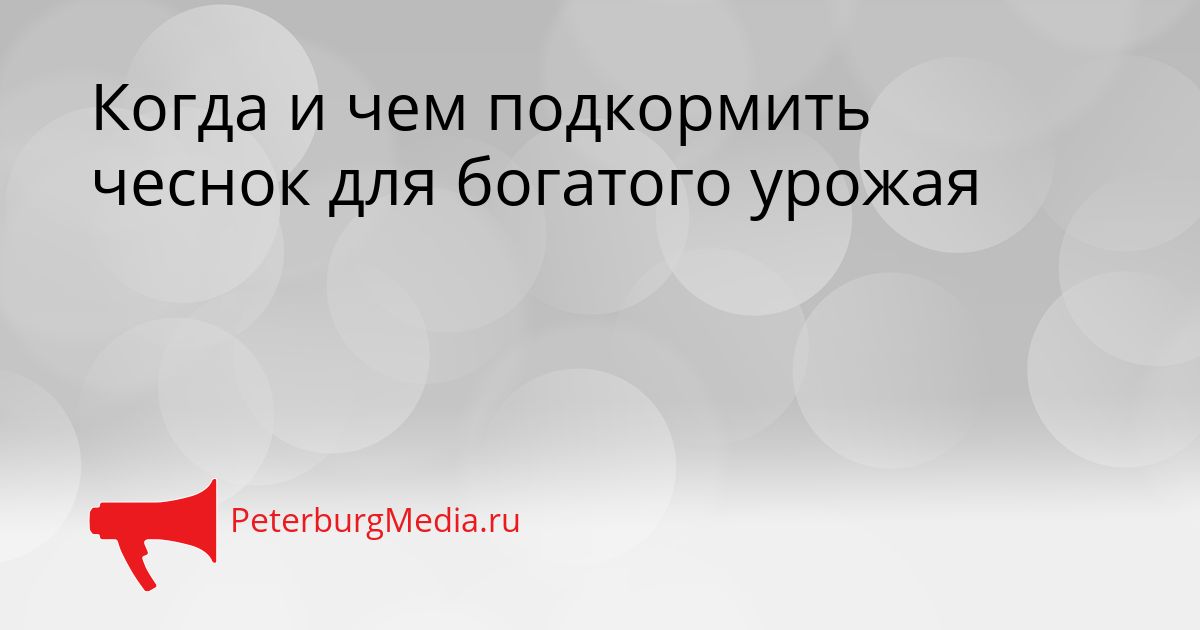 Когда и чем подкормить чеснок для богатого урожая