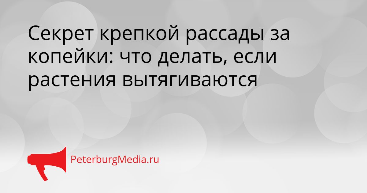 Секрет крепкой рассады за копейки: что делать, если растения вытягиваются