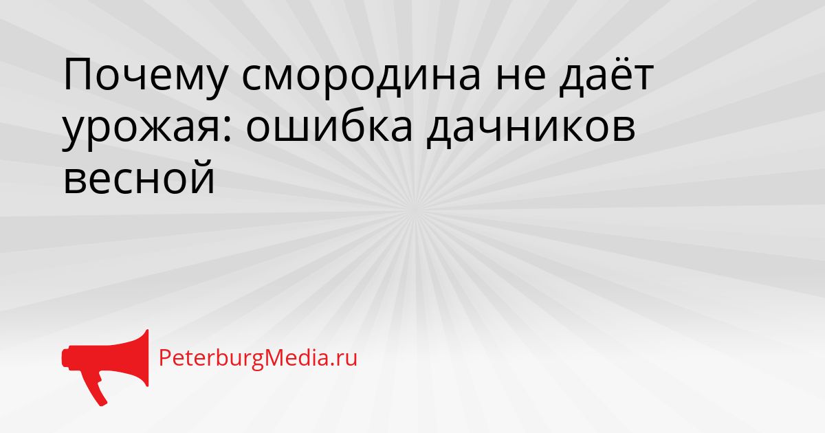 Почему смородина не даёт урожая: ошибка дачников весной