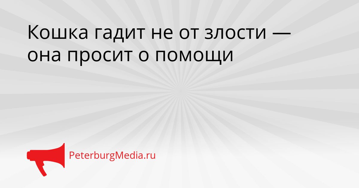 Кошка гадит не от злости — она просит о помощи