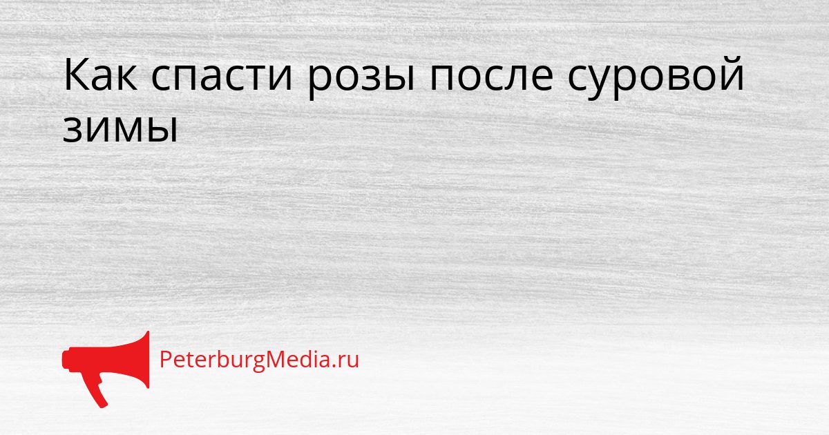 Как спасти розы после суровой зимы
