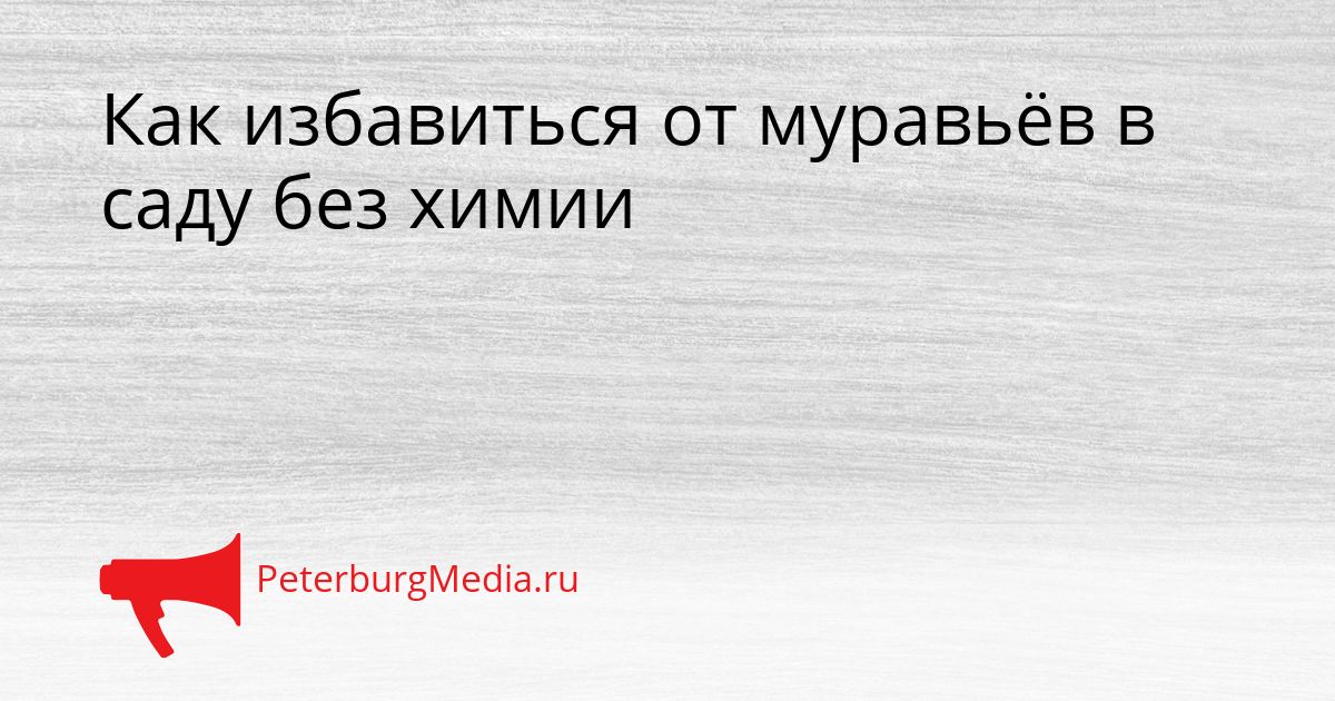 Как избавиться от муравьёв в саду без химии