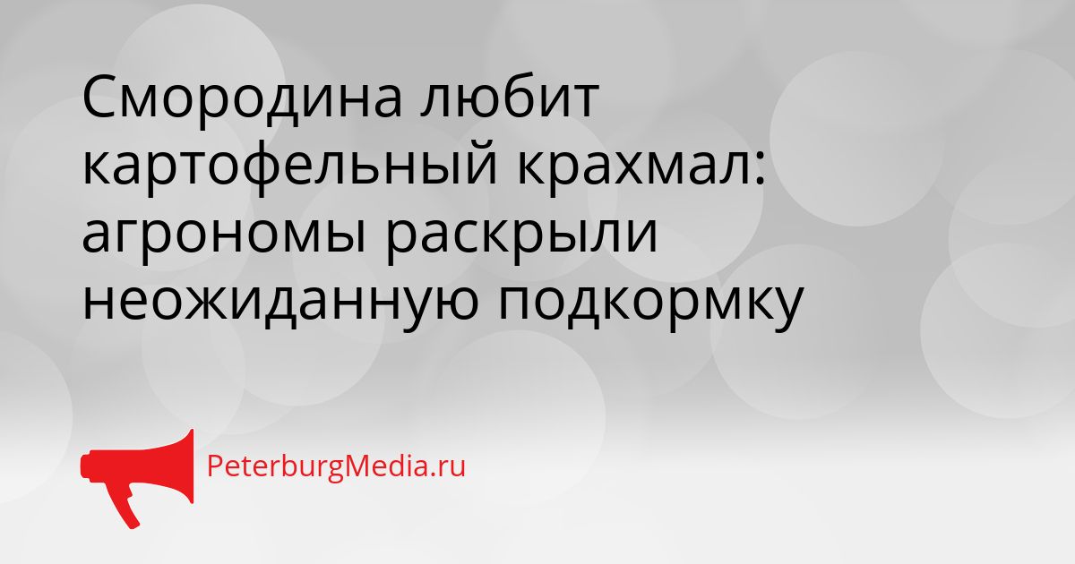 Смородина любит картофельный крахмал: агрономы раскрыли неожиданную подкормку