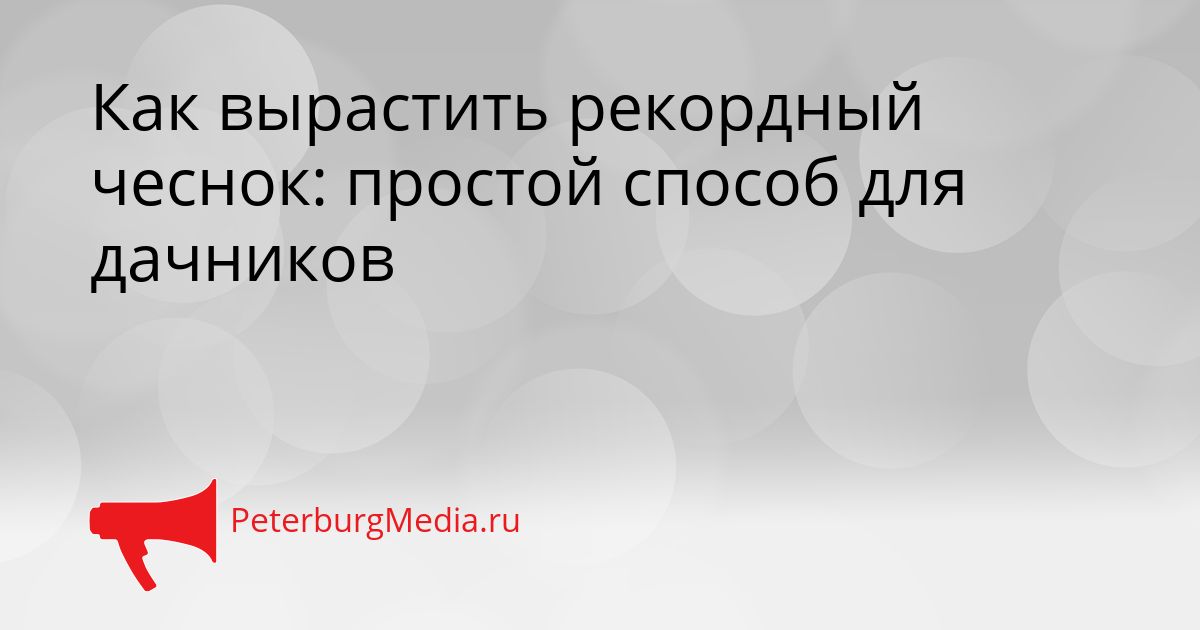 Как вырастить рекордный чеснок: простой способ для дачников