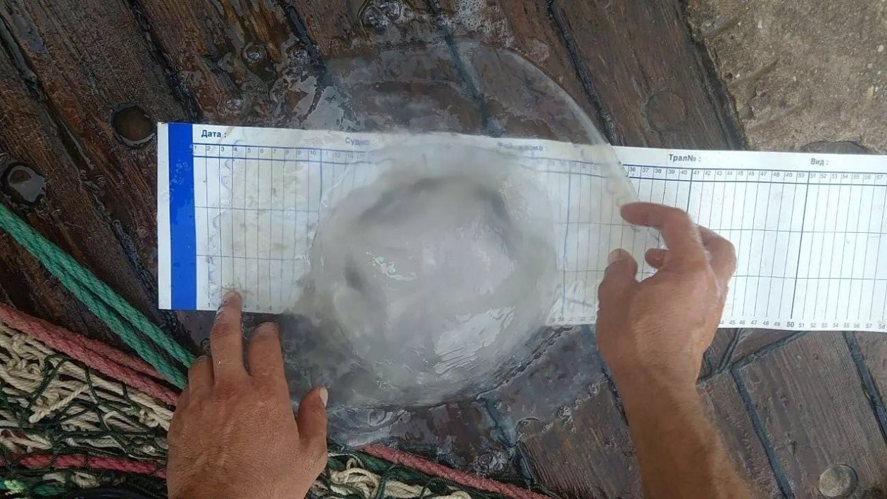 Опасные медузы корнероты заполонили Таганрогский залив пресс-служба Азово-Черноморского филиала ГНЦ РФ ФГБНУ &quotВНИРО&quot (&quotАЗНИИРХ&quot)
