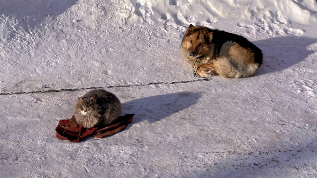 Трогательная дружба: собака и кошка вместе переживают морозы на автостоянке Юлия Ушакова, ИА IrkutskMedia