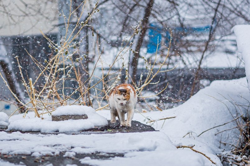 Синоптики озвучили предварительный прогноз погоды на январь для Ростовской области - NovostiRostov, 02.01.2025