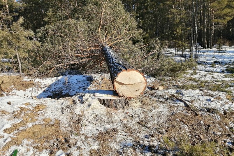 Жители Дона проявили сознательность в вопросе рубки деревьев в праздники - NovostiRostov, 08.01.2025