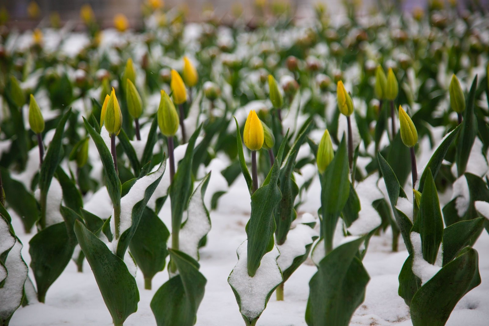Репетиция весны: в России ожидается аномальное потепление Артём Хорошилов  , ИА Stavropol.Media