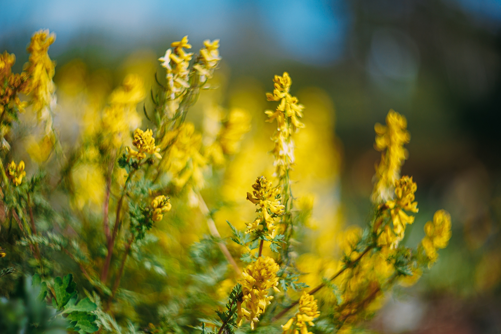 лето, весна, погода, прогноз погоды, цветы, солнце, солнечно Мария Смитюк, ИА PrimaMedia