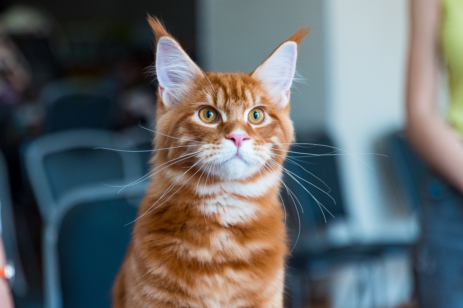 Домашний кот Илья Аверьянов, ИА PrimaMedia.ru