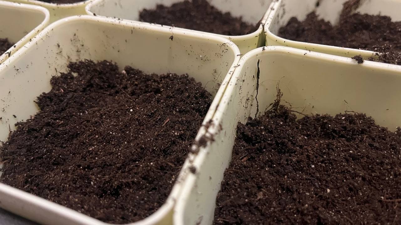 Рассада Артем Дубенчук