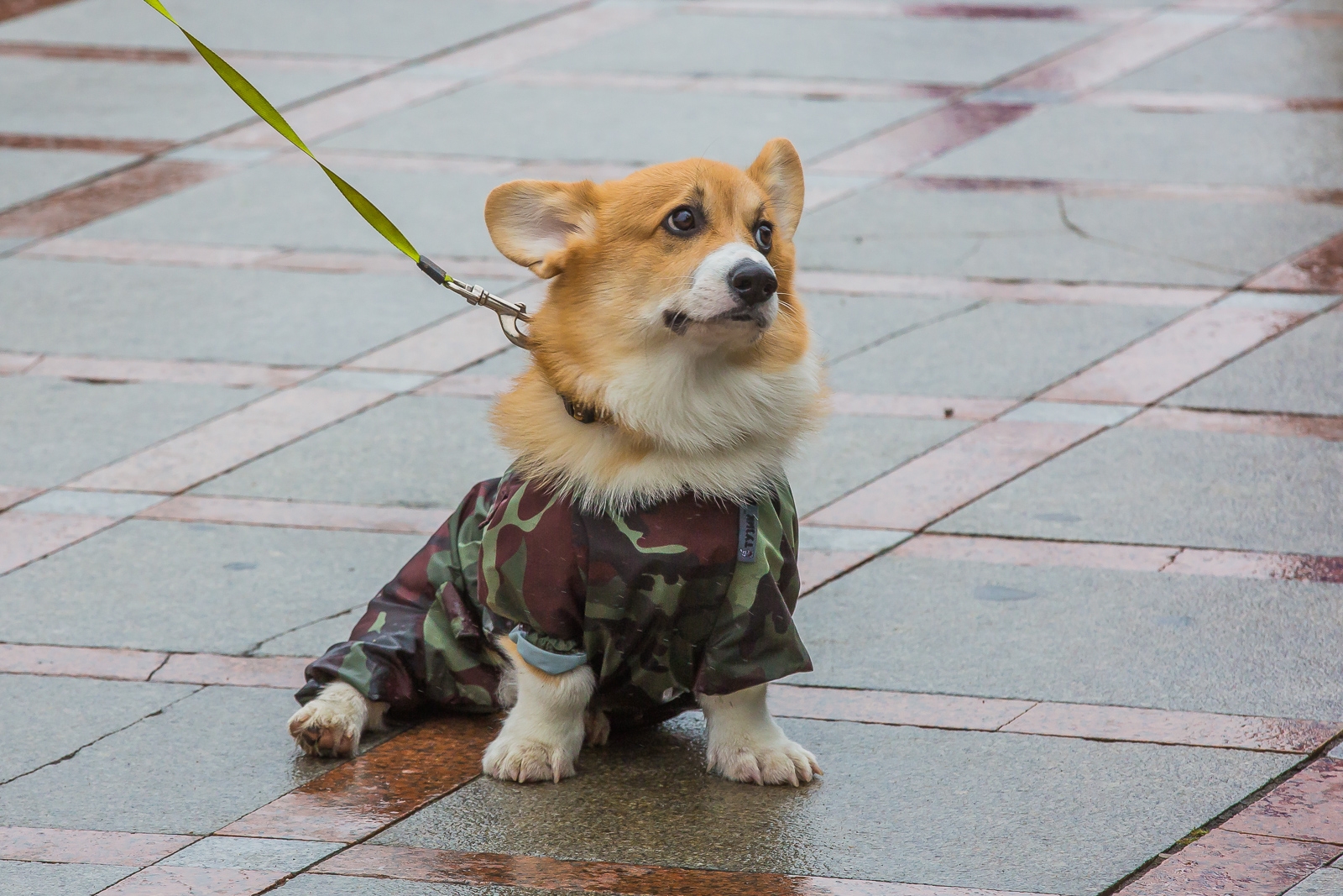 В Госдуме оценили идею ввести налог на выгул собак Мария Смитюк, ИА PrimaMedia