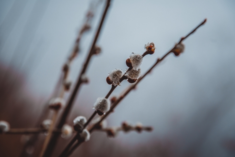 Весна Александр Ратников, ИА PrimaMedia
