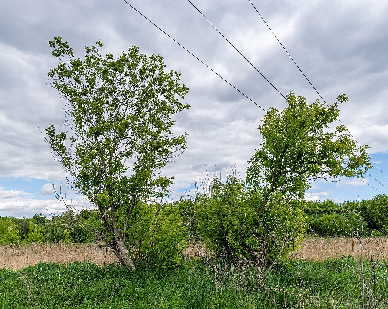 Клен ясенелистный Nikride, wikipedia.org