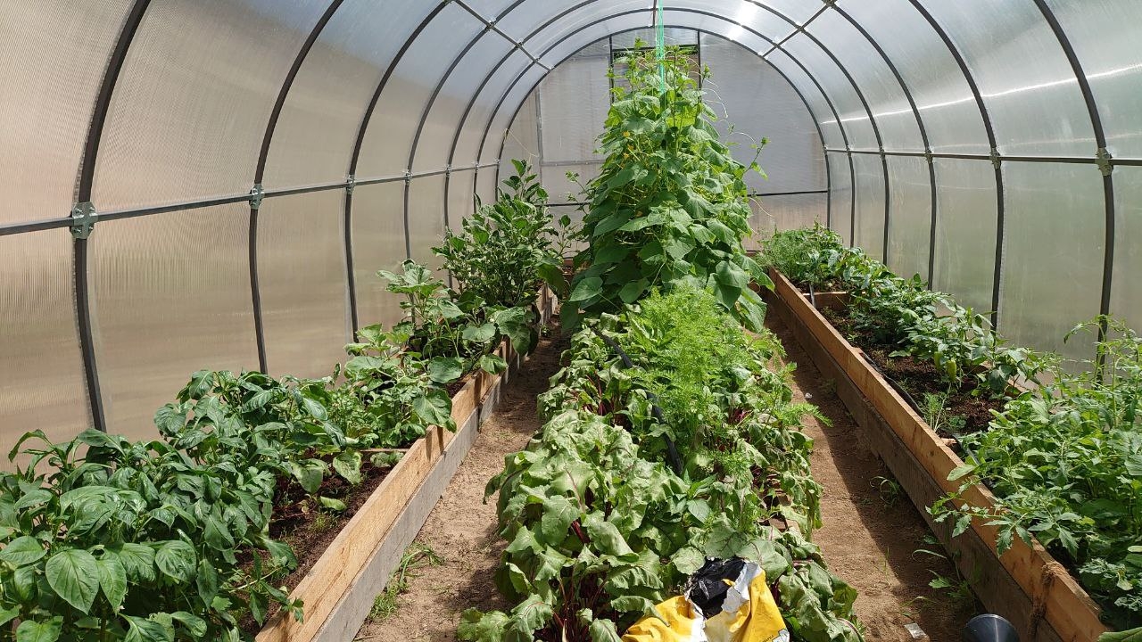 Депутат рассказал, как правильно подготовить теплицу к новому сезону ИА EAOMedia