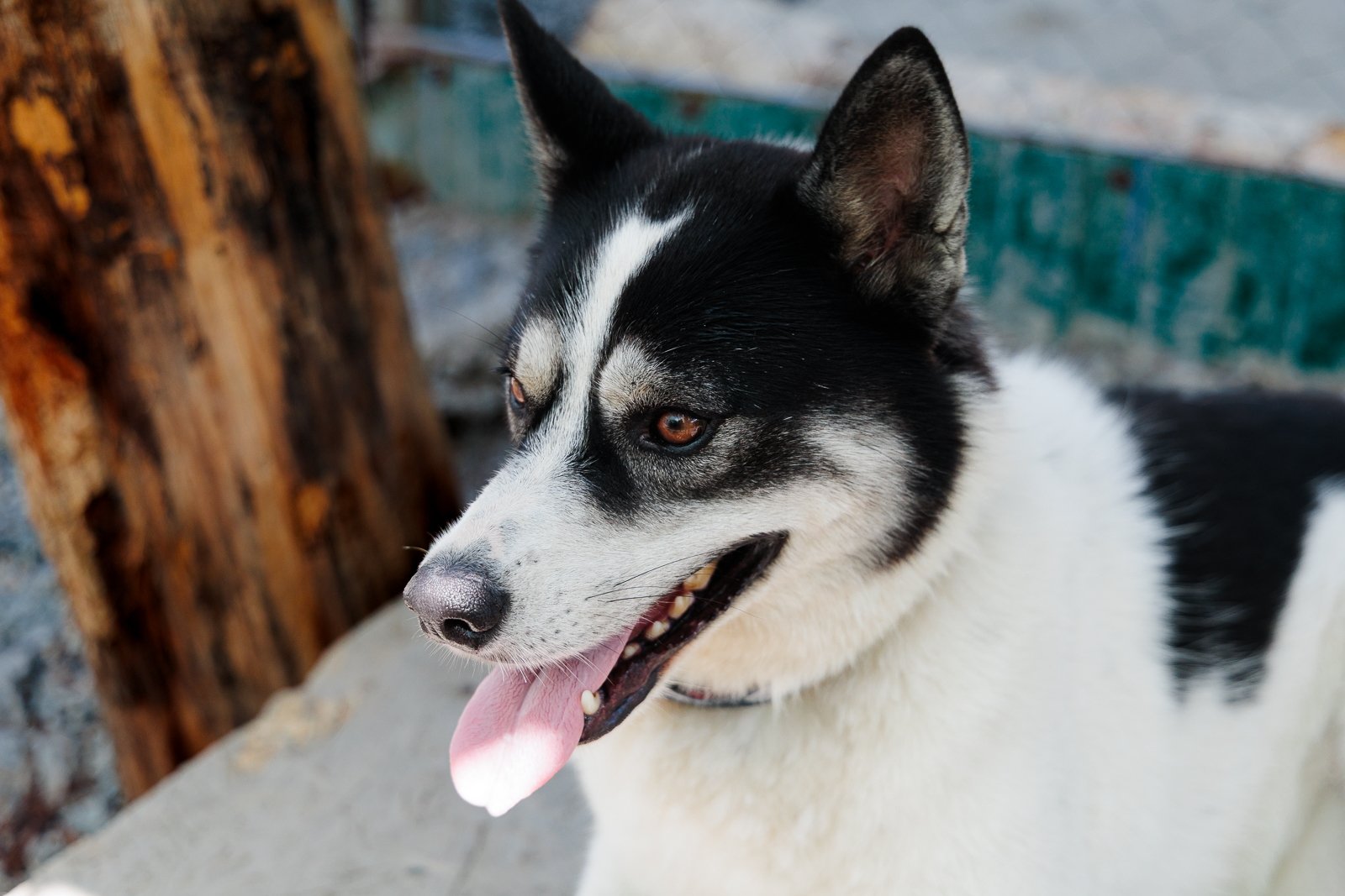 Штрафы за жестокое обращение с животными предложили поднять до 1 млн Евгений Кулешов, ИА PrimaMedia.ru