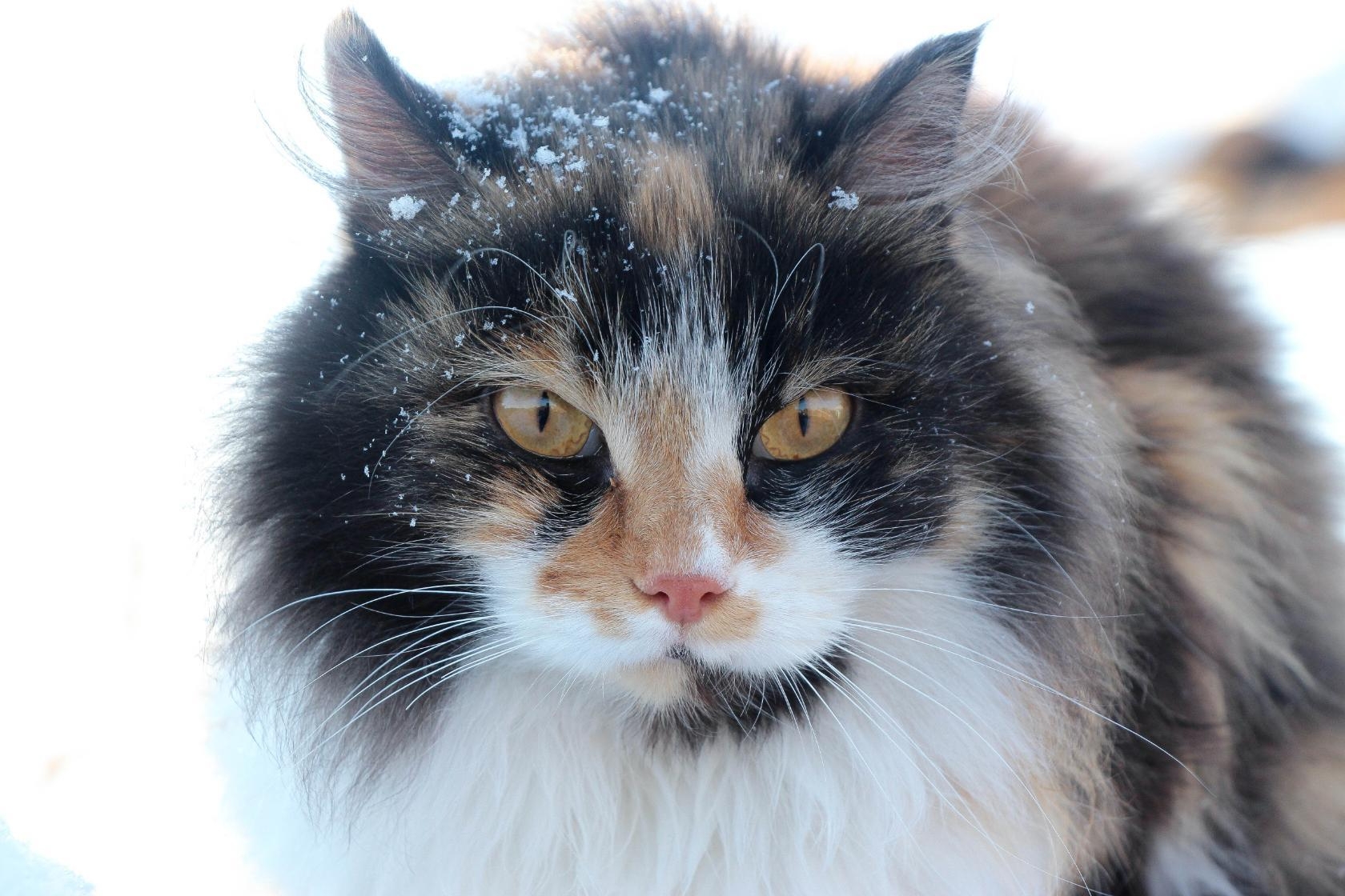 Снег. Весна. Кошка. Юлия Ушакова, ИА IrkutskMedia