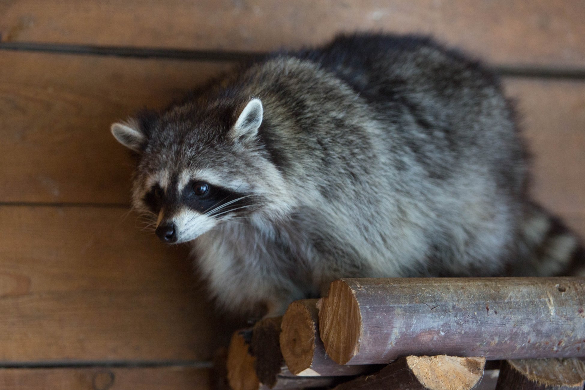 В Германии предлагают начать массовый отстрел енотов Кавказский государственный природный биосферный заповедник