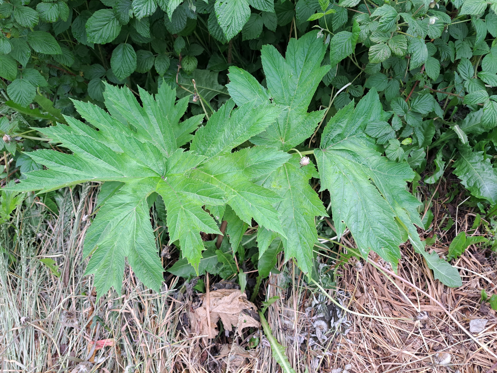 Молодой борщевик Елена Поддубная, ИА KamchatkaMedia