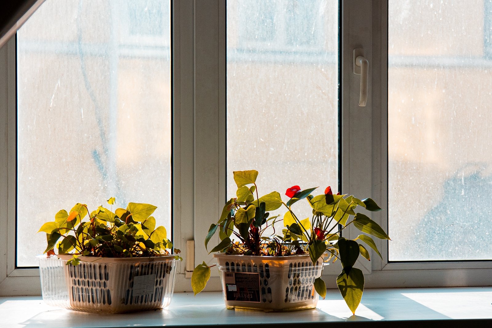 Садоводов предупредили об ответственности за высадку растений Илья Аверьянов, ИА PrimaMedia.ru