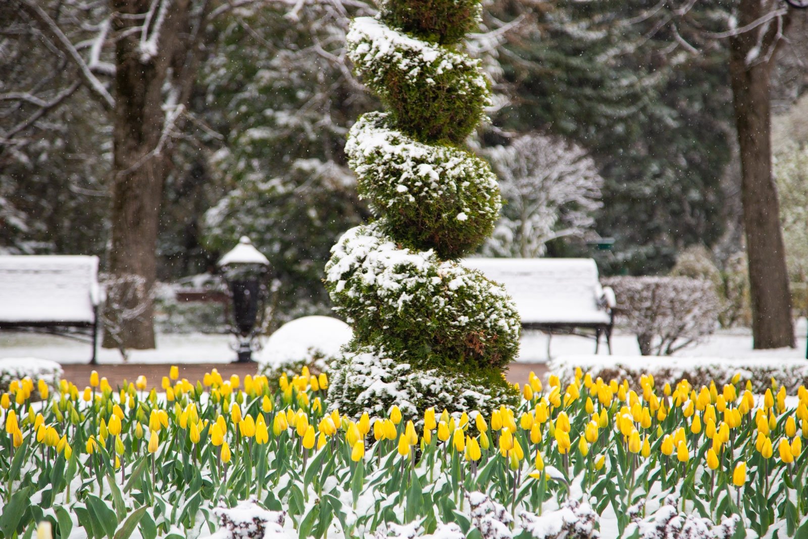 Зима возвращается Артём Хорошилов  , ИА Stavropol.Media