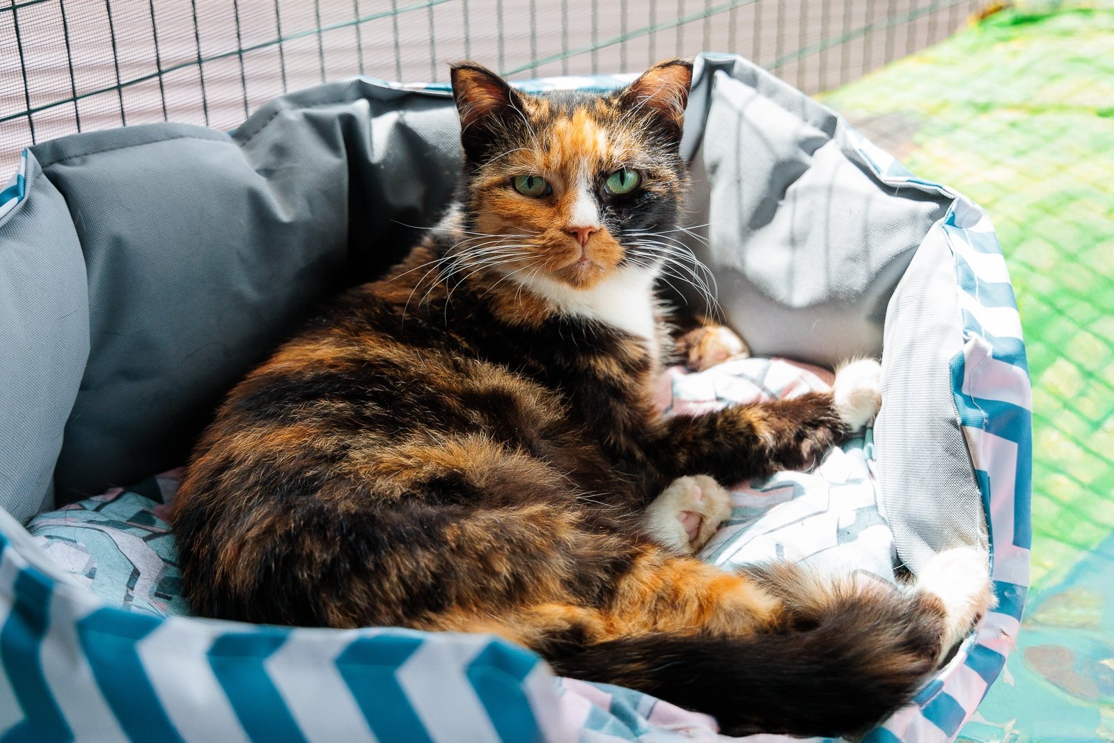 Эксперты рассказали, как подготовить питомца к поездке Евгений Кулешов, ИА PrimaMedia.ru