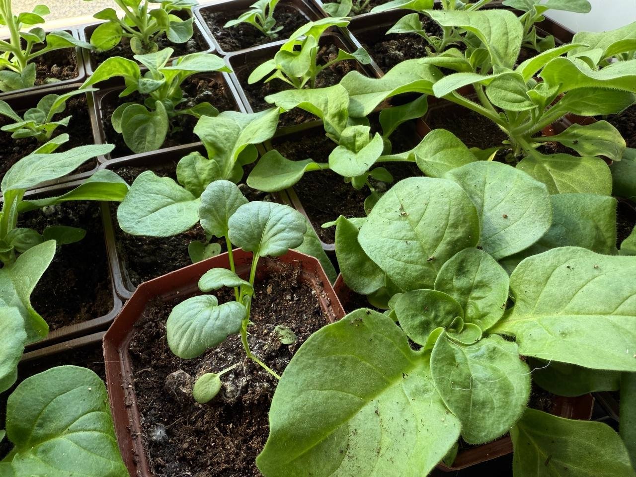 Агроном назвала оптимальную температуру для высадки томатов и перца Марина Кудрявцева, ИА UssurMedia